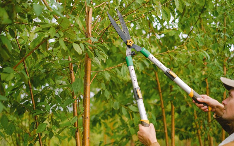 Tree trimming in Ossian, IA