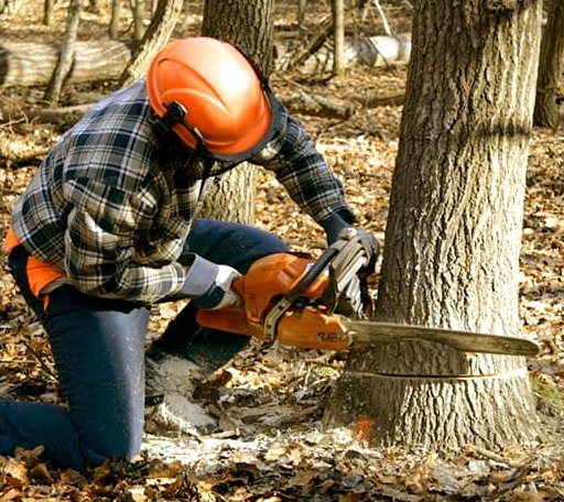 Tree Removal in Ossian, IA